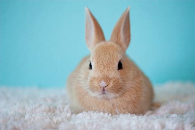 Quelle couche est idéale pour votre lapin de compagnie ?