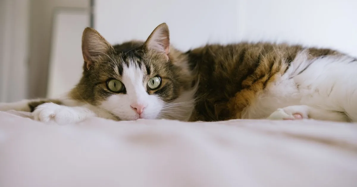 Mon chat fait pipi sur le lit : comment y remédier ?