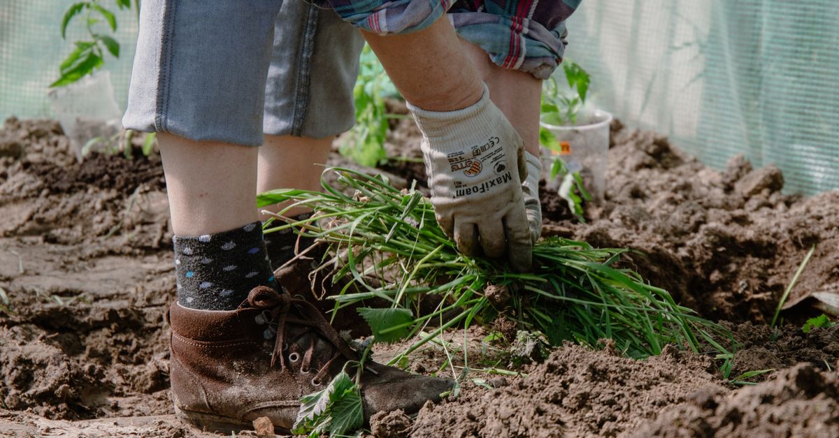 Désherber sans glyphosate : méthodes et mythes