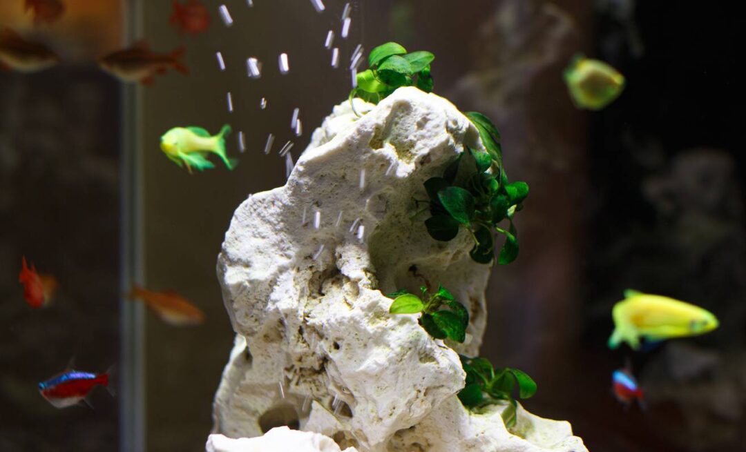 Quel type de faune pour un nano aquarium ? CDANEWS